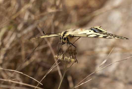 mariposa