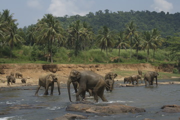 Wild big elephants playing  in river