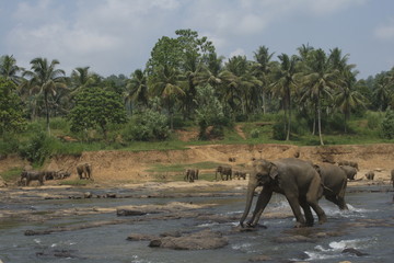 Wild big elephants playing  in river