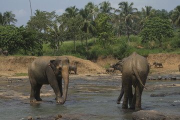 Wild big elephants playing  in water