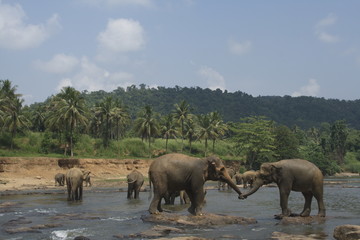 Wild big elephants playing  in water