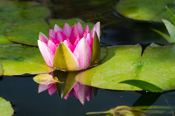 water lily