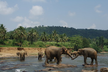 Naklejka na ściany i meble Dzikie wielkie słonie gry w wodzie