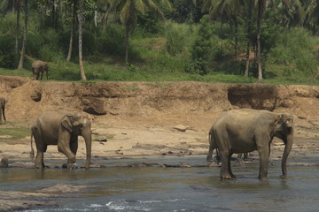 Obraz premium Wild big elephants playing in water