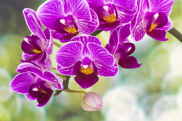 Beautiful pink orchid  - phalaenopsis