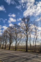 Detail of Winter Trees Along a City Road