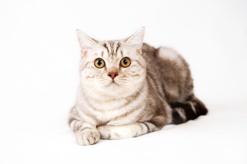Fototapeta premium British shorthair cat