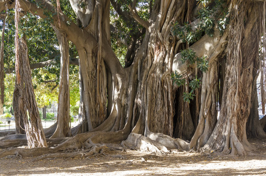 Famous Ficus Macrophylla, Orto Botanico, Palermo, Sicily, Italy