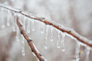 Isolated branch with melting sleet