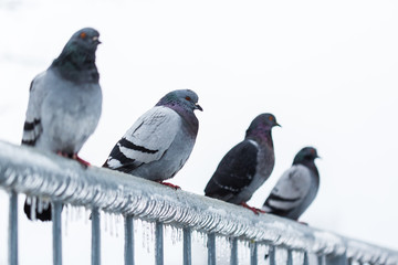 Pigeons on a fence full of sleet and ice