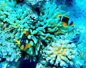 Obraz premium Grupa koralowa ryba w wodzie.