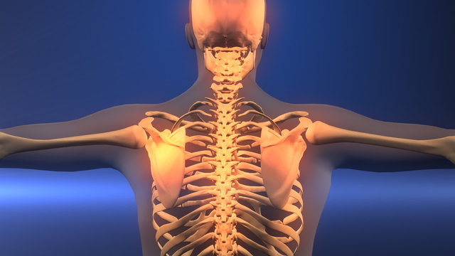 Human body x-ray scan