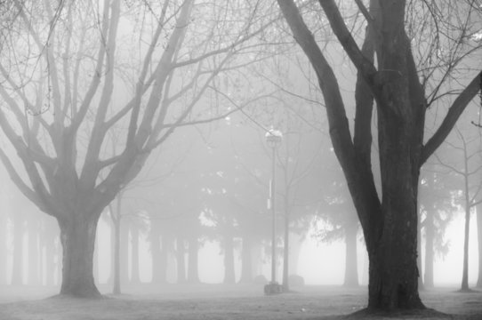 Fototapeta Fog