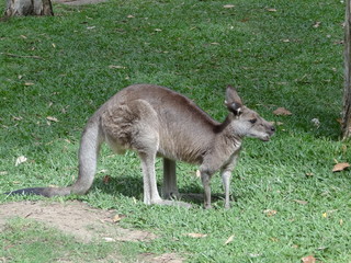 Känguru / Kangaroo in Australien / Australia