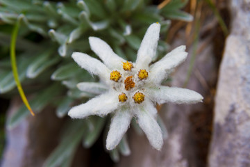 Edelweiss flower