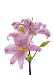 Pink Lily on White