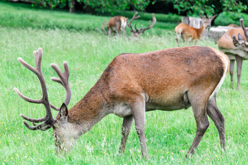 Deer walking and eating grass