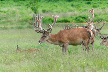 group of deer's standing and sitting in a park