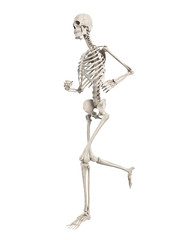 3d rendered illustration - jogger skeleton