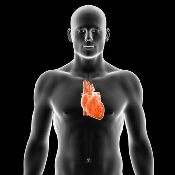 3d rendered illustration - human heart