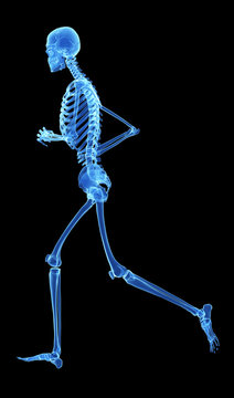 3d rendered illustration - jogger skeleton