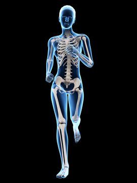 3d rendered illustration - skeleton of a jogger