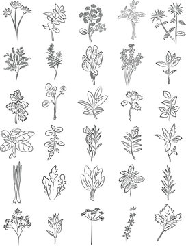 Fresh herbs