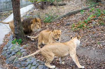 Playful lion