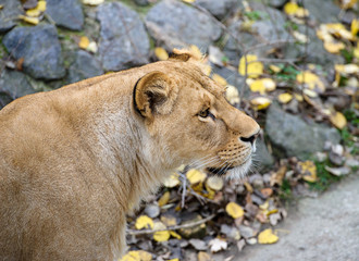 Lion