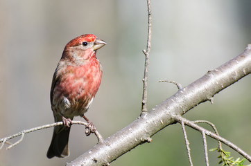 Male House Finch Perched on a Branch