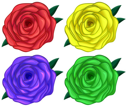 Four colorful roses