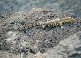 monitor or Varanus salvato crawl