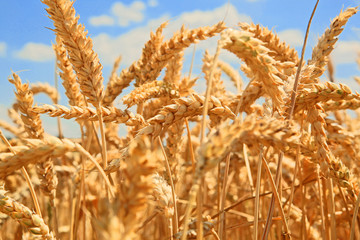 Fototapeta premium ripe wheat