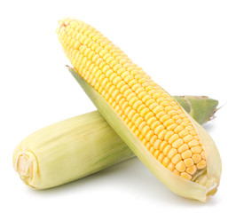 Fresh raw corn cobs isolated on the white background