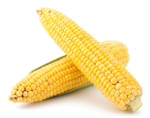 Fresh raw corn cobs isolated on the white background