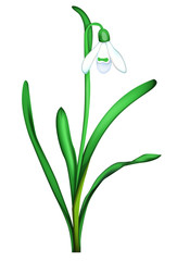 Snowdrop