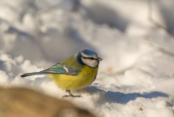 Blue tit