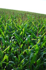 Fototapeta premium corn field