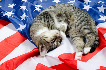 american cat