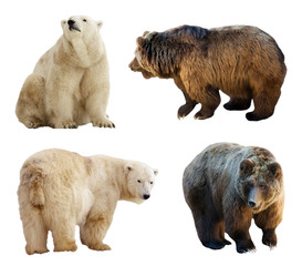 Set of bears. Isolated over white
