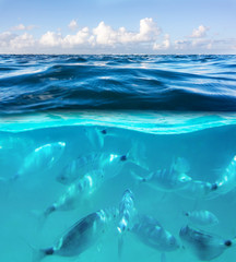 snorkeling in the Caribbean sea