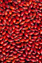 Harvest rose hips for drying