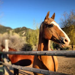 Foto op Canvas horses at ranch © Morgan