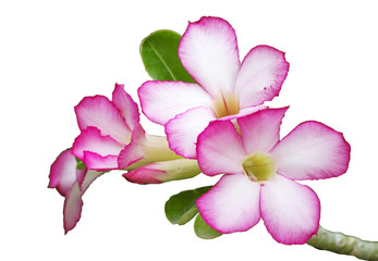 azalea flowers