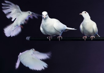 White doves on magician's stick
