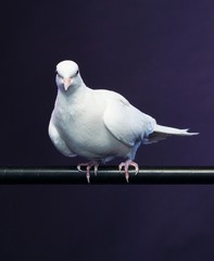 Trained white dove sitting on a magician's stick