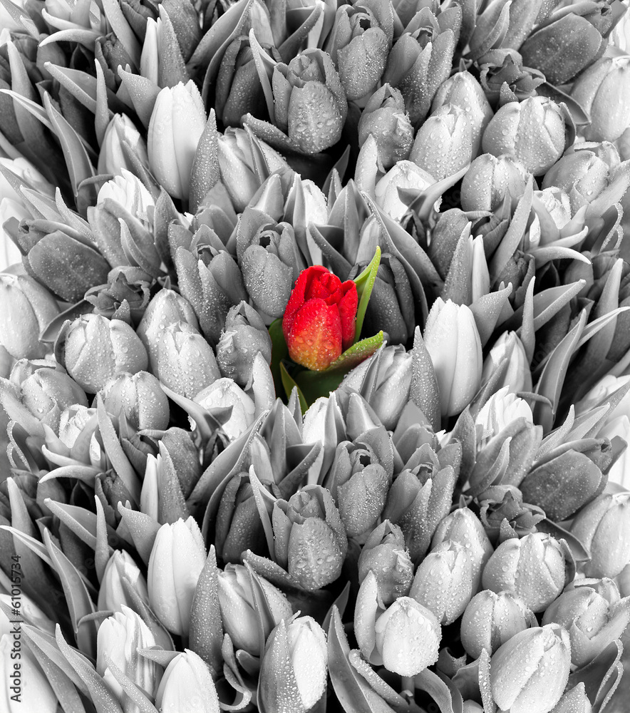 Sticker tulips. black white with one red flower