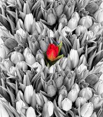 Fototapety  tulipany. czarny biały z jednym czerwonym kwiatem