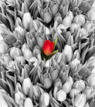 tulips. black white with one red flower