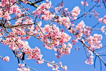 Thai sakura in winter season